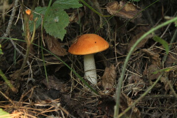 mushroom in the forest