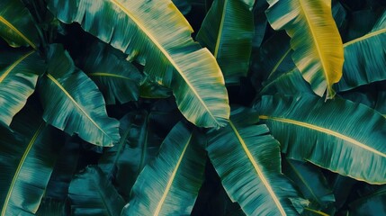 Lush Green Banana Leaves for Natural Backgrounds