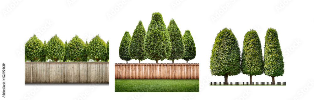 Poster A row of green trees are trimmed into conical shapes and stand in front of a wooden fence,  some with grass in front of them, and some with a white background.
