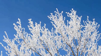 Frost-covered branches against a clear blue sky