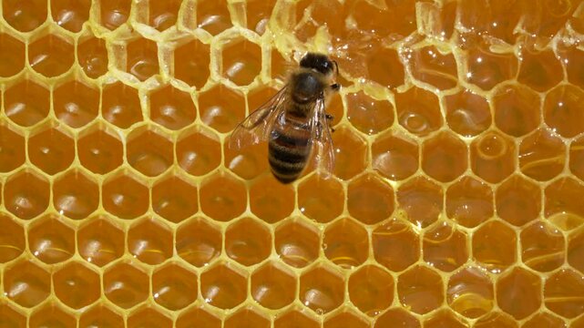 Working bee on honeycomb, close up. Colony of bees in apiary. Beekeeping in countryside. Macro shot with in a hive in a honeycomb, wax cells with honey and pollen. Honey in combs