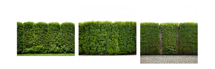Three sections of a green hedge with a white, grey, and brick walkway in front.