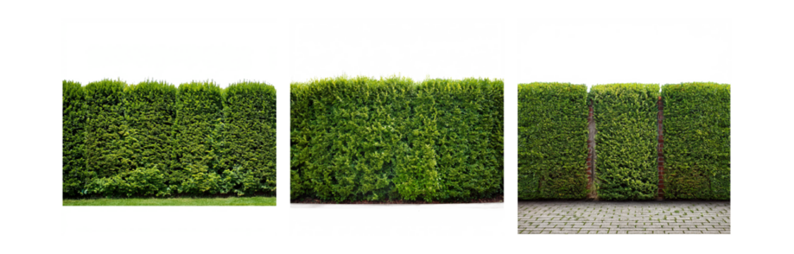 Three sections of a green hedge with a white, grey, and brick walkway in front.
