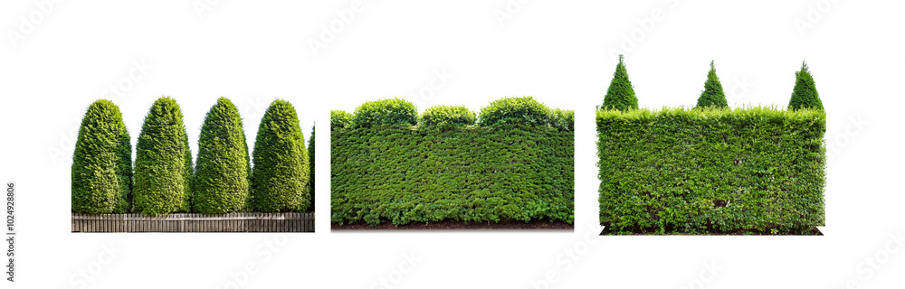 Poster A row of trimmed evergreen trees and shrubs create a fence.