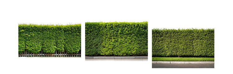 Three sections of a hedge, one with a wooden fence, one with a concrete wall, and one with a sidewalk.