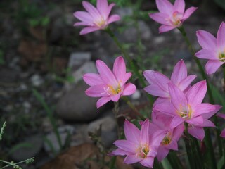 pink and white flowers