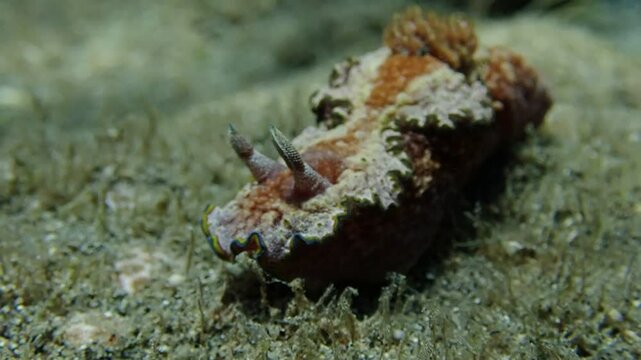 Nudibranch