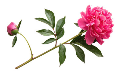 Fototapeta premium A vibrant pink peony with green leaves and stem on a white background