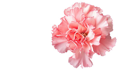 Close-up of a pink carnation, symbolizing admiration and love on a white background.