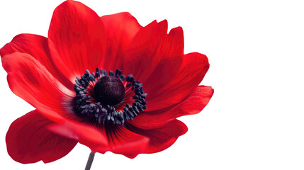 Close-up of a red anemone flower with its striking petals and dark center on a white background