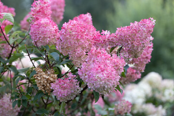 Obraz premium Hydrangea paniculata Vanille Fraise on a stem