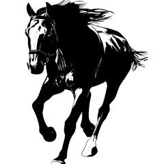 "Silhouette of Fast Running Wild Horse"

