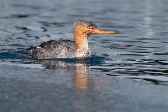 A red-breasted merganser swims on a partially frozen lake at Humber Bay Park in Toronto, Ontario, Canada.