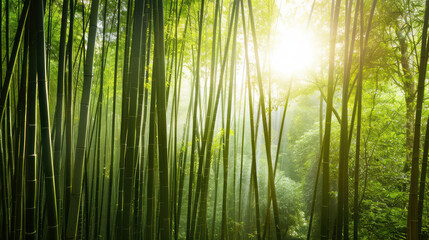 Fototapeta premium serene bamboo forest bathed in soft sunlight, showcasing tall green stalks and lush foliage. tranquil atmosphere invites sense of peace and connection with nature