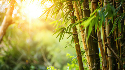 Bamboo plants in lush green environment with sunlight filtering through leaves create serene and tranquil atmosphere. vibrant greenery enhances natural beauty of scene