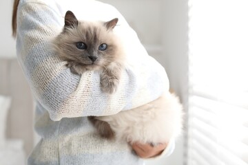 Woman with cute kitten near window at home, closeup