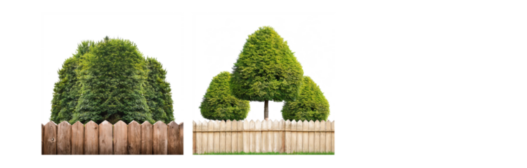 A wooden fence separates a lawn with green bushes from a white background.