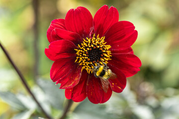 Close up of dahlia flower and bumblebee in garden