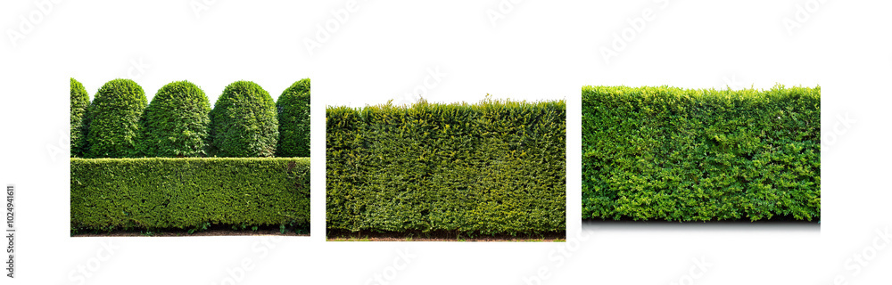 Poster a row of three rounded bushes and a continuous hedge, all composed of lush green foliage, stand in f