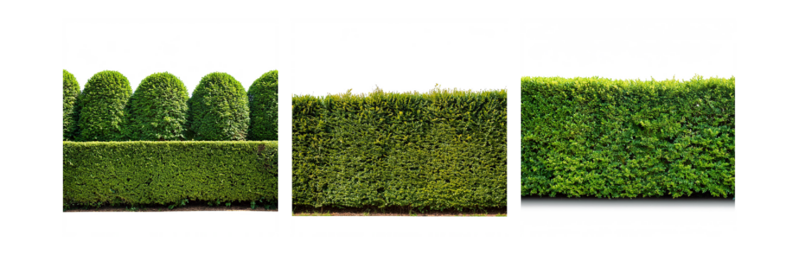 A row of three rounded bushes and a continuous hedge, all composed of lush green foliage, stand in front of a white background.