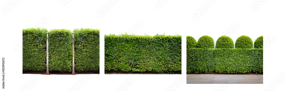 Poster a green hedge with tall posts stands next to a row of topiary bushes, all against a white backdrop.