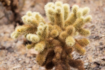 Teddy-bear cholla cactus, close-up
