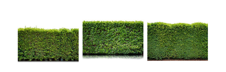 Green hedge isolated on white background.