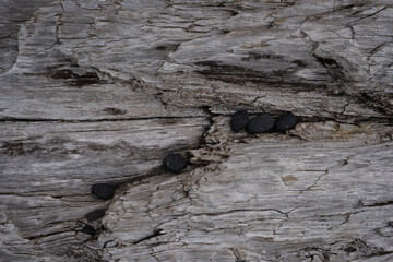 Close up of natural texture, color and shape from Iceland. Beautiful abstract and artistic nature for background.