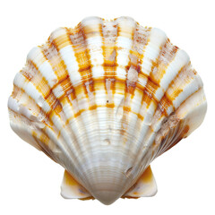 Obraz premium sea shell isolated on white