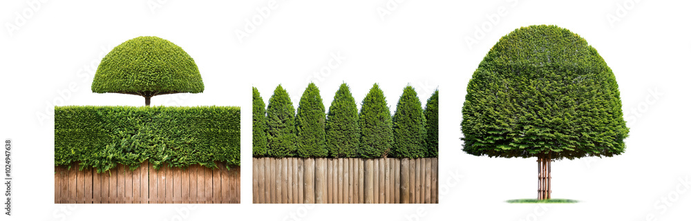 Poster a row of trees with rounded tops along a wooden fence, isolated against a white background.