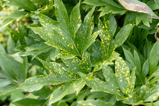 Close up of a leaf affected by peony tobacco rattle virus or ringspots (Tobravirus TRV). The yellow mottling varies in severity from year to year.