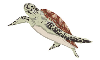 Green turtle or Pacific green turtle. Realistic vector marine reptile.
