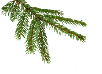 Spruce branch isolated. Christmas decoration.