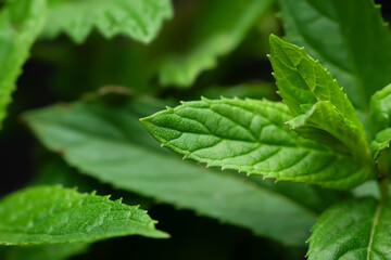 Peppermint. Mint leaf texture close up