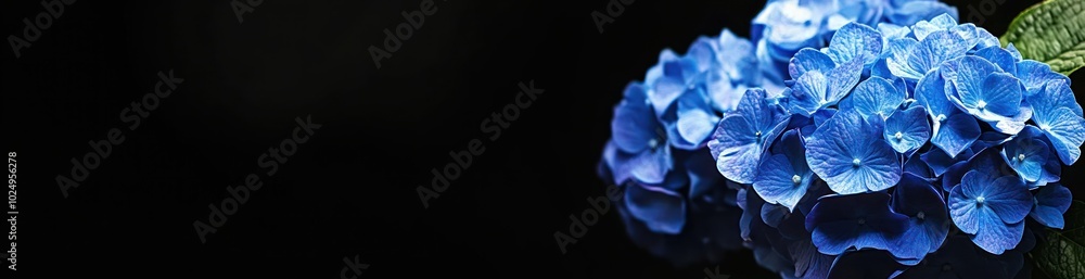 Poster A close-up of vibrant blue hydrangea flowers against a dark background.