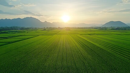 Obraz premium Aerial View of Lush Green Rice Paddy Fields with Mountain Range and Sunset