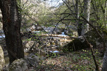 Mountain stream and windfall after the last spring flood in the mountains of Crimea.
