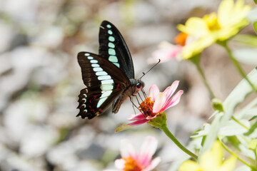 Common Bluebottle sucking nectar from a flower
