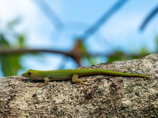 Small Seychelles day gecko (Phelsuma astriata), photographed on Mahé.