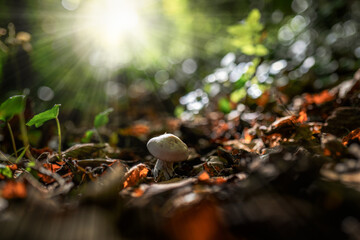 Mushroom in the forest with sunlight and bokeh background. Selective focus with shallow depth of field.