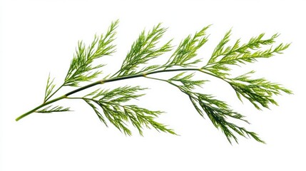 Obraz premium Asparagus setaceus leaf on white background. AI generated illustration.