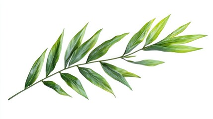 Fototapeta premium Asparagus setaceus leaf on white background. AI generated illustration.