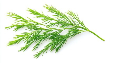 Fototapeta premium Asparagus setaceus leaf on white background. AI generated illustration.