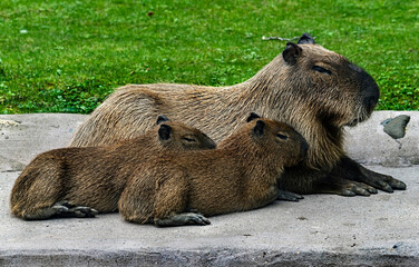 Capybara with two kids. Latin name - Hydrochoerus hydrochaeris	