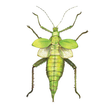 Giant Thorny phasmid colored pencil on white isolated background