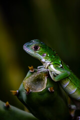 lagarto sobre cactus