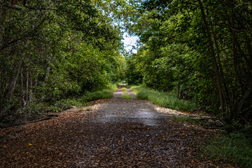 camino verde natural