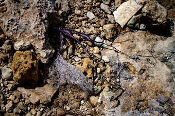 textura de piedra en el mar