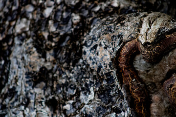 textura de árbol 