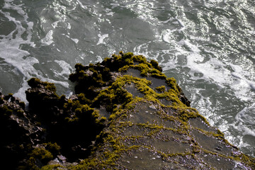 piedra en el mar con musgo